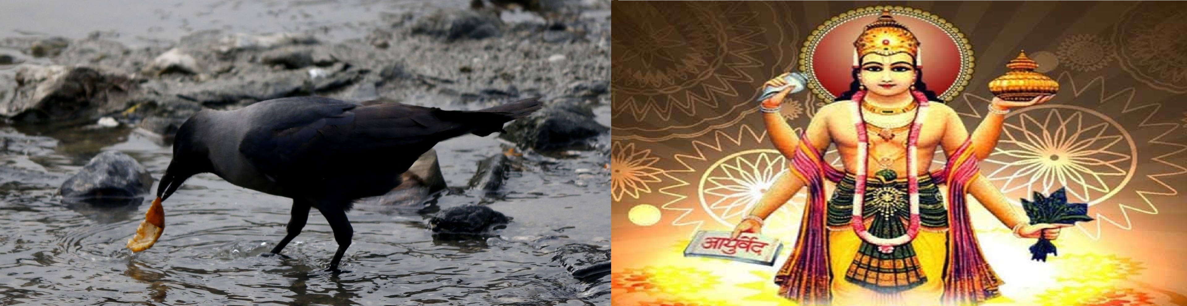काग तिहार मनाइँदै धन्वन्तरि जयन्ती पनि  आज