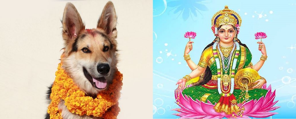 यमपञ्चकको दोस्रो दिन : कुकुरको पुजा गरी मनाइँदै लक्ष्मीपूजा पनि आजै