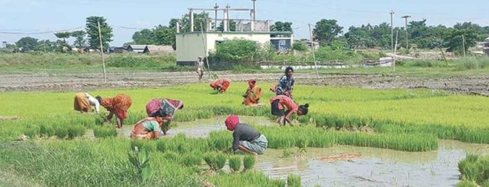नेपालमा कृषि उत्पादन घट्दै परनिर्भरता बढ्दै
