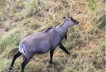 राजापुरको नयाँगाउँमा नीलगाई मृत अवस्थामा फेला : मरेको नभई मारेको आशंका