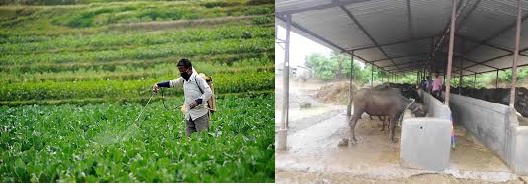 बर्दियाको भौरा क्षेत्रमा व्यवसायिक कृषि तथा पशु पालन व्यवसाय फस्टाउदै