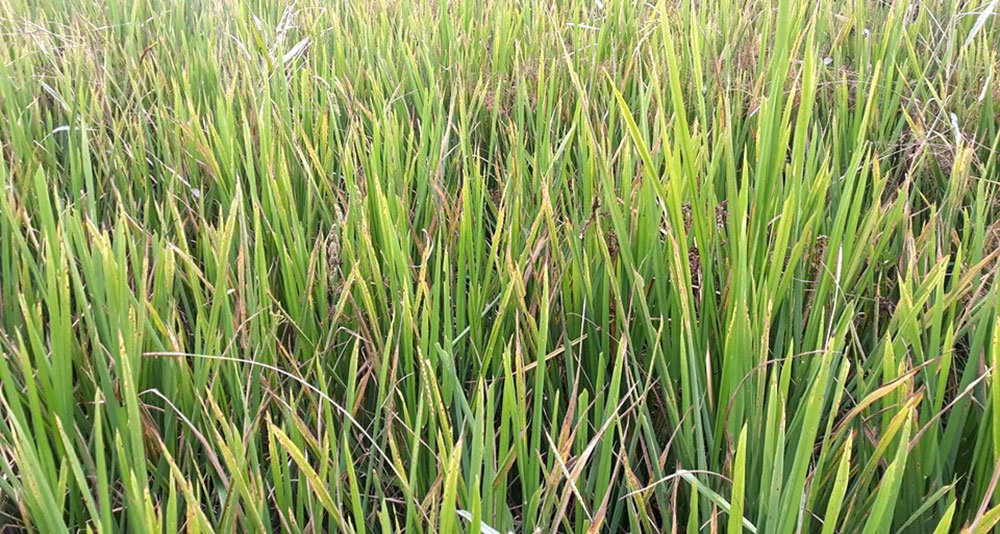 सिन्दुर जातको धानमा पनि ठगिए  भाैंरा क्षेत्रका किसान