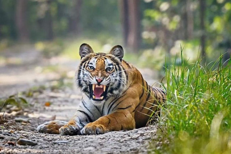 राजिपुरमा पाटे बाघको आक्रमण, बस्ती त्रासमा