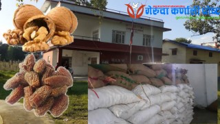 १५ वटा डल्लप सहित ३९५ बोरा दाँते ओख्खर र ५९ बोरा छुहारा प्रहरी नियन्त्रणमा
