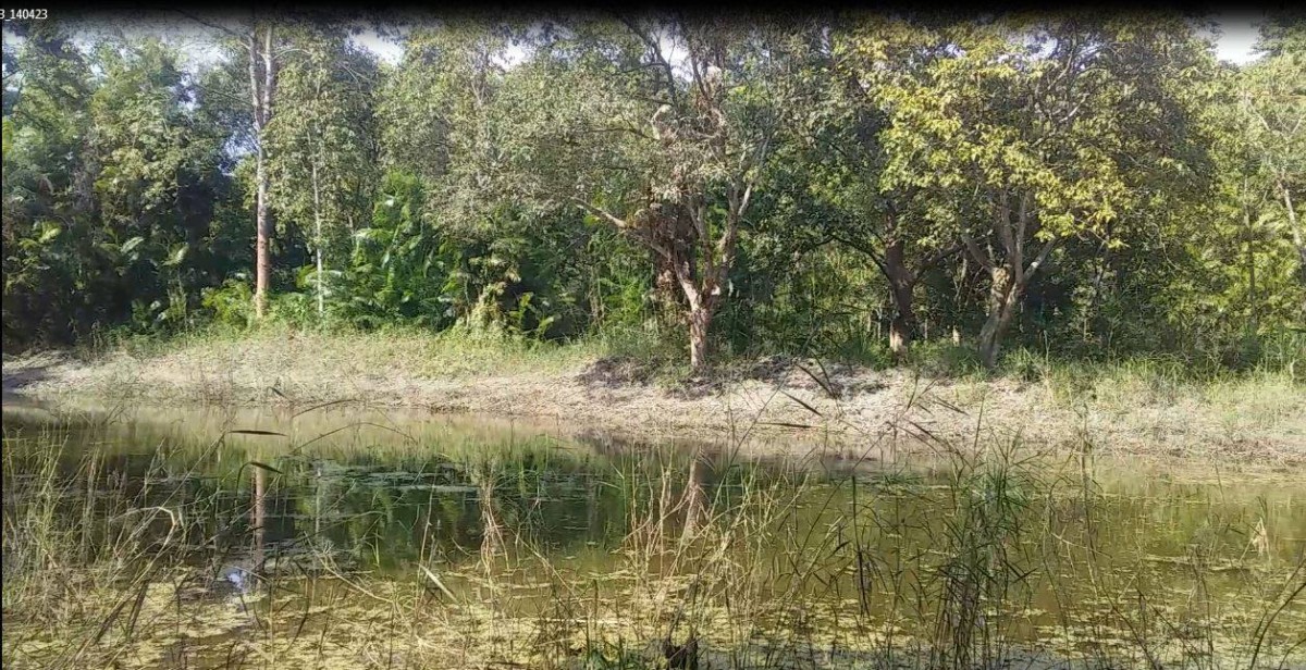 बर्दियामा वन संरक्षण संगै आर्थिक समृद्धिमा जुट्दै उपभोक्ता