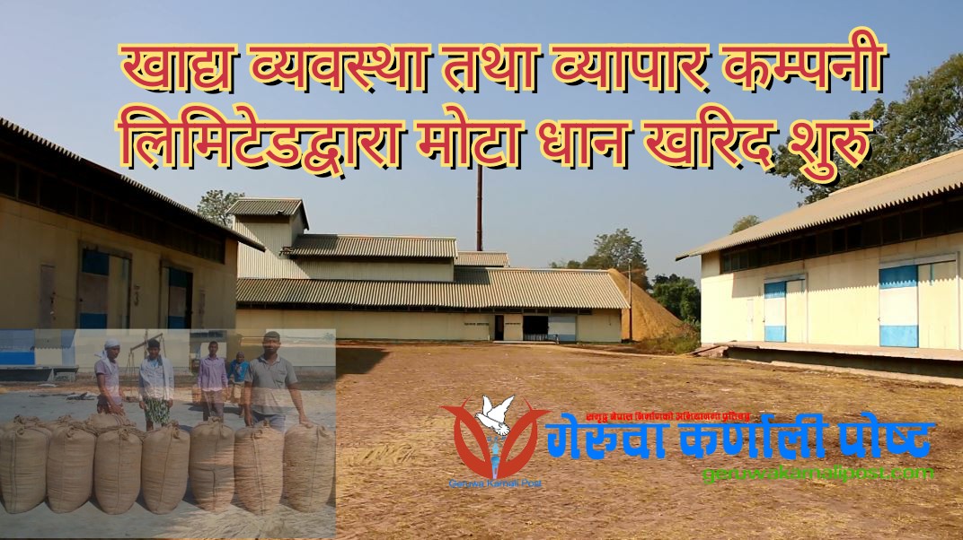 खाद्य व्यवस्था तथा व्यापार कम्पनी लिमिटेडद्बारा माेटा धान खरिद सुरु