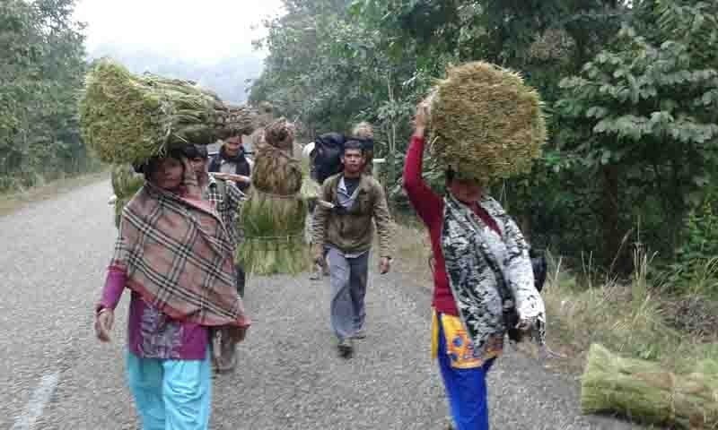 बर्दिया निकुञ्ज मध्यवर्ती क्षेत्रका करिव ३५ हजार जनता खरखडाइ कटाइमा जुटे