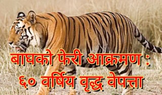 बर्दियामा बाघको फेरी आक्रमण : ६० वर्षिय वृद्ध वेपत्ता