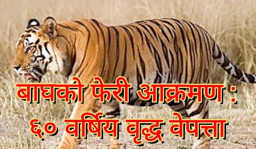 बर्दियामा बाघको फेरी आक्रमण : ६० वर्षिय वृद्ध वेपत्ता