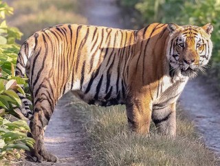 बर्दियामा बाघको आक्रमणबाट एक वृद्ध घाईते