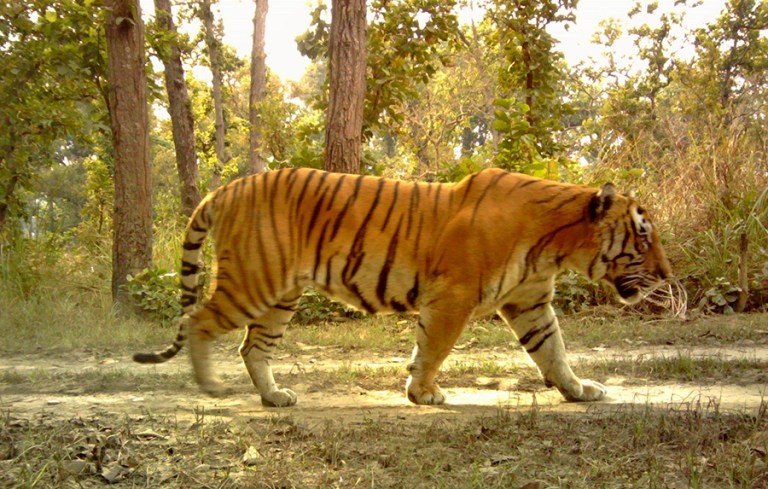 बाघको आक्रमणबाट एक महिलाको ज्यान गयो