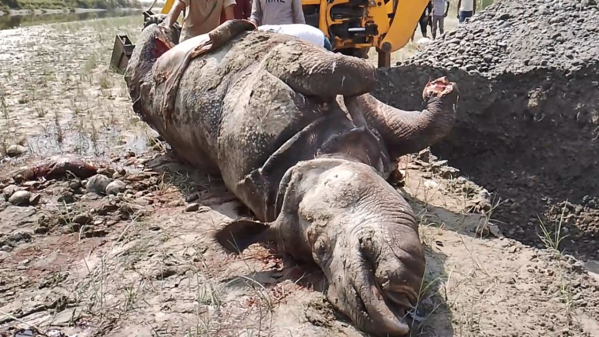 गेरुवाको नौलो बाँस सामुदायिक वनमा गैंडा मृत फेला