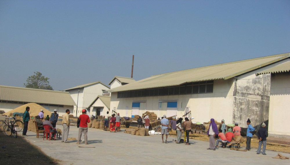 राजापुरको खाद्य व्यापार केन्द्रमा मंसिरकाे दोश्राे सातासम्म १५ प्रतिशत मात्र धान खरिद