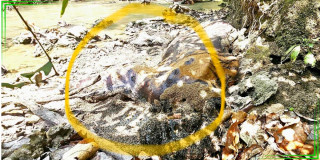 बर्दियामा वस्यक भाले पाटेबाघ मृत अवस्थामा फेला