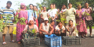 हरित सडक वनाउन वृक्षाराेपण